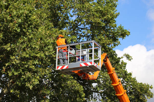 How Our Tree Care Process Works  in  Tequesta, FL