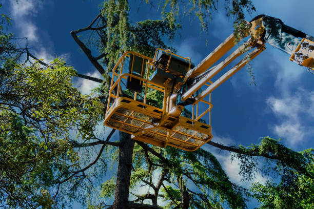 Best Tree Trimming and Pruning  in Tequesta, FL